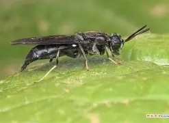 英雄资料-关于?崻挔m韻棪繶髑??3?-虻黲S1I国的信息